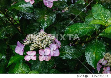 磯山神社の紫陽花（栃木県鹿沼市） 115798523