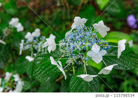 磯山神社の紫陽花（栃木県鹿沼市） 115798534