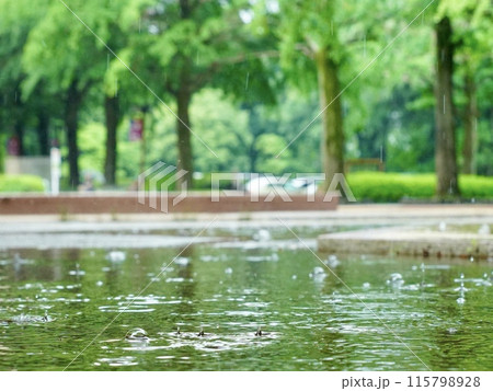 水たまりに落ちる雨 115798928