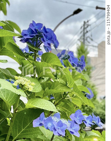 雨上がりのアジサイの花 雨上がりのアジサイの花 115799404