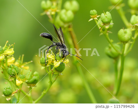 クロアナバチ クロアナバチ 115799426