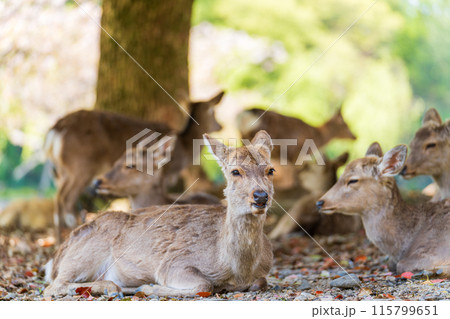 【春】奈良公園の鹿【桜】 【春】奈良公園の鹿【桜】 115799651