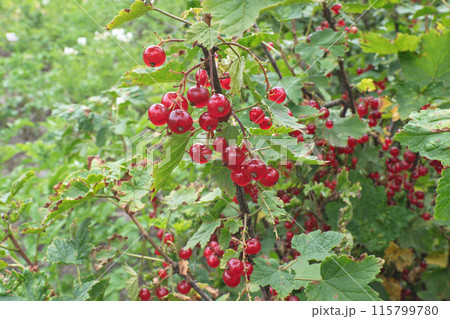 red currant on the branch 115799780