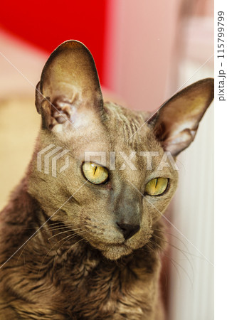 Oriental cat with big yellow eyes Oriental cat with big yellow eyes 115799799