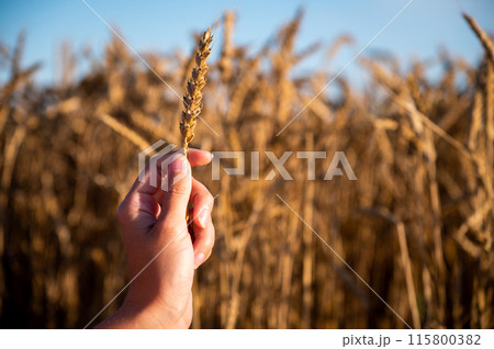 The graceful hands of a young Caucasian woman hold ears of wheat against the background of a wheat field The graceful hands of a young Caucasian woman hold ears of wheat against the background of a wheat field 115800382