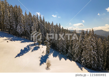 Bright winter landscape with pine trees covered with fresh fallen snow in mountain forest on cold wintry day. 115800491