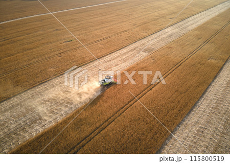 Aerial view of combine harvester working during harvesting season on large ripe wheat field. Agriculture concept 115800519