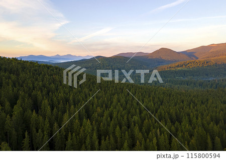Aerial view of bright foggy morning over dark hills with mountain forest trees at autumn sunrise. Beautiful scenery of wild woodland at dawn 115800594