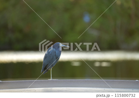 Little blue heron bird perching near lake water in Florida wetland Little blue heron bird perching near lake water in Florida wetland 115800732