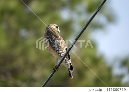 The red-shouldered hawk bird perching on electric cable looking for prey to hunt 115800739