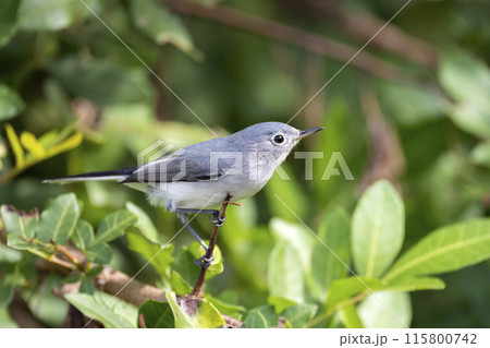 A Blue-Gray Gnatcatcher bird perched on a tree branch in summer Florida shrubs A Blue-Gray Gnatcatcher bird perched on a tree branch in summer Florida shrubs 115800742