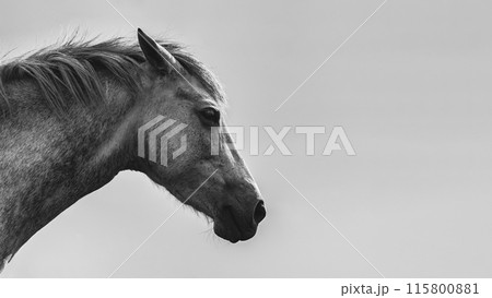 A white horse black and white portrait 115800881