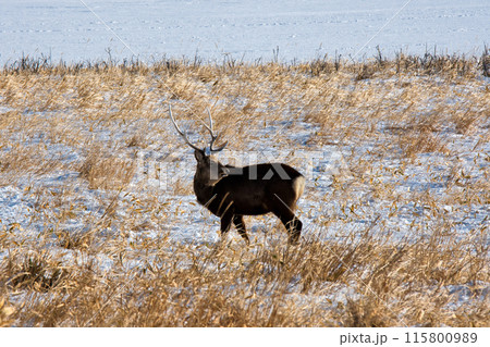 野付半島のエゾシカ 115800989