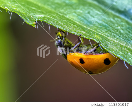 Ladybird hanging upside down under green leaf Ladybird hanging upside down under green leaf 115801017