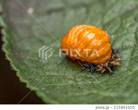 Asian ladybird pupa on green leaf 115801020