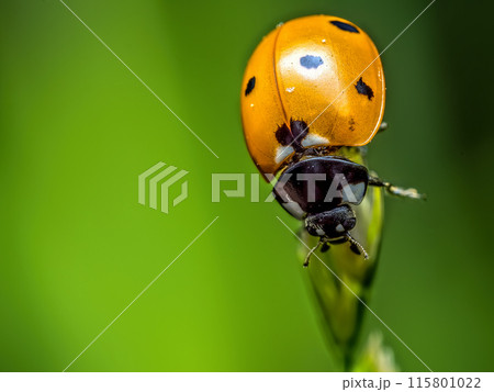 Ladybird on green leaf Ladybird on green leaf 115801022