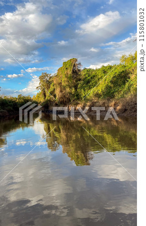 Summer afternoon sailing on the river. Lush vegetation. Coastal landscape 115801032