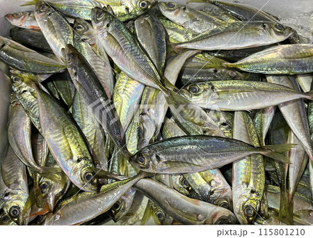 春から夏が旬、アジ売り場の写真 115801210