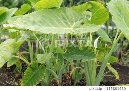 十数年に一度の白い花が咲いた蓮芋【青ずいき】サトイモ科・2024年6月 115801480