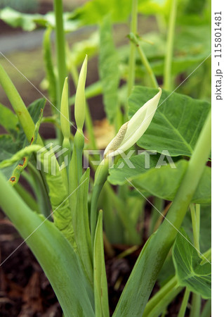 非常に珍しい蓮芋の白い花【青ずいき】サトイモ科・2024年6月 115801481