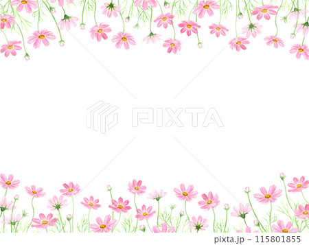 水彩で描いたコスモスのフレーム 水彩で描いたコスモスのフレーム 115801855
