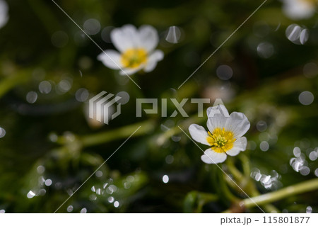 〔福井県越前市・6月〕「治左川」に群生する梅花藻 〔福井県越前市・6月〕「治左川」に群生する梅花藻 115801877