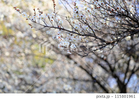 爽やか 白梅の花 爽やか 白梅の花 115801961