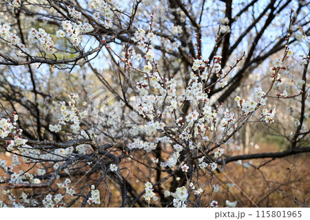 爽やか　白梅の花 115801965