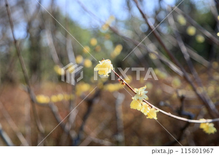 ソシンロウバイの花 ソシンロウバイの花 115801967