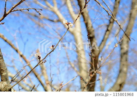 コブクザクラの花 コブクザクラの花 115801968