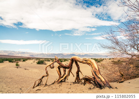 Mesquite Flat Sand Dunes 115802055