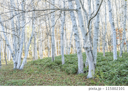 晩秋のシラカバ林 真駒内公園 札幌市 晩秋のシラカバ林 真駒内公園 札幌市 115802101