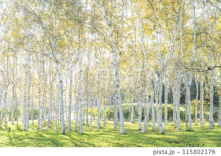 秋のシラカバ林　前田森林公園　札幌市 115802176