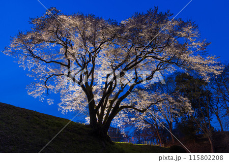 埼玉県寄居町の春 鉢形城公園の氏邦桜 夜桜ライトアップ 埼玉県寄居町の春 鉢形城公園の氏邦桜 夜桜ライトアップ 115802208