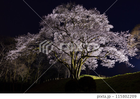 埼玉県寄居町の春 鉢形城公園の氏邦桜 夜桜ライトアップ 埼玉県寄居町の春 鉢形城公園の氏邦桜 夜桜ライトアップ 115802209