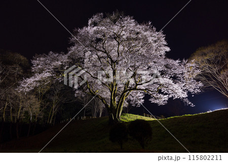 埼玉県寄居町の春　鉢形城公園の氏邦桜　夜桜ライトアップ 115802211