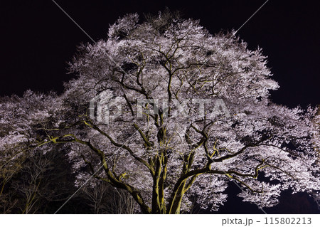 埼玉県寄居町の春　鉢形城公園の氏邦桜　夜桜ライトアップ 115802213