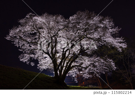 埼玉県寄居町の春 鉢形城公園の氏邦桜 夜桜ライトアップ 埼玉県寄居町の春 鉢形城公園の氏邦桜 夜桜ライトアップ 115802214