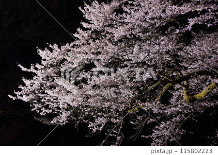 埼玉県寄居町の春　鉢形城公園の氏邦桜　夜桜ライトアップ 115802223