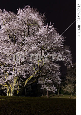 埼玉県寄居町の春 鉢形城公園の氏邦桜 夜桜ライトアップ 埼玉県寄居町の春 鉢形城公園の氏邦桜 夜桜ライトアップ 115802237