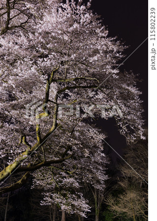 埼玉県寄居町の春 鉢形城公園の氏邦桜 夜桜ライトアップ 埼玉県寄居町の春 鉢形城公園の氏邦桜 夜桜ライトアップ 115802239