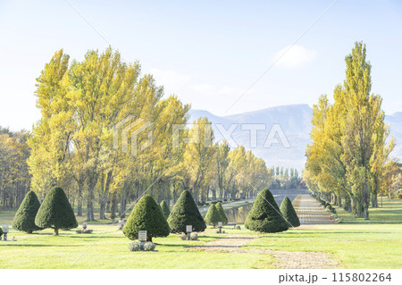 ポプラ並木　前田森林公園　札幌市 115802264