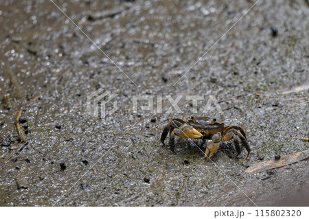 沢蟹 115802320