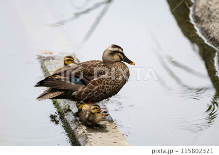 カルガモの親子 115802321