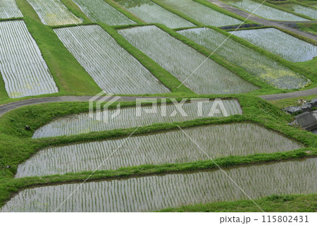 海と棚田のある風景 115802431