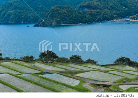 海と棚田のある風景 115802438