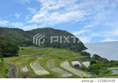 海と棚田のある風景 115802439