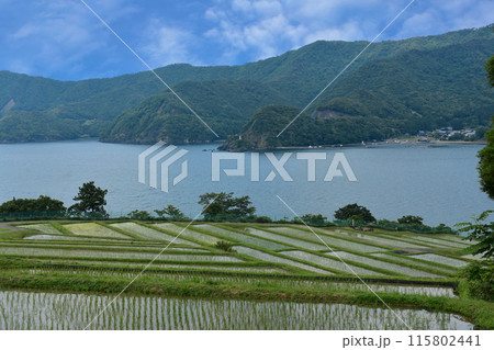 海と棚田のある風景 115802441
