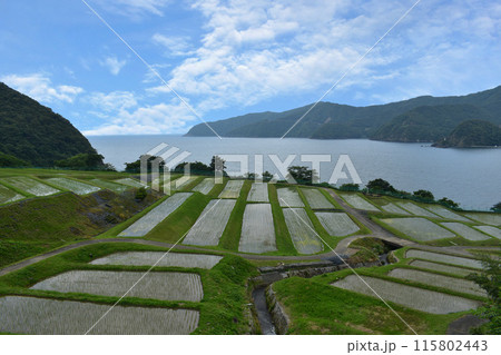 海と棚田のある風景 115802443