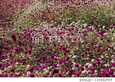 初秋の日差しが降り注ぐ千日紅の花畑ー六 115802454